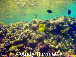 Sublime beauty! Panorama Reef in Safaga, Egypt. Sony DSC ... by Andy Hamnett 